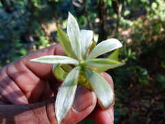 Actinodaphne bourdillonii