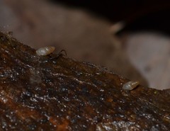 Carychium
