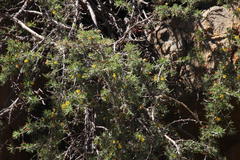 Aspalathus rigidifolia