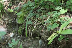 Lilium distichum