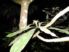 Actinodaphne bourdillonii