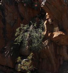 Aspalathus rigidifolia