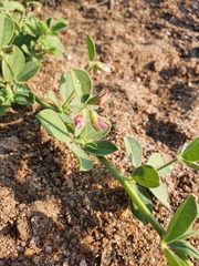 Lotus arabicus