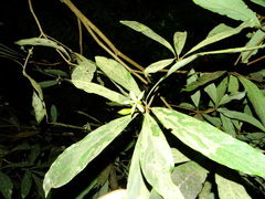 Actinodaphne bourdillonii