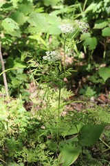 Ostericum maximowiczii