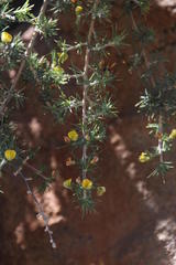 Aspalathus rigidifolia