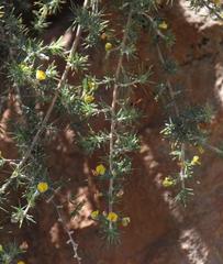 Aspalathus rigidifolia