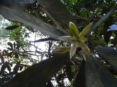 Actinodaphne bourdillonii