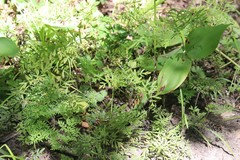 Ostericum maximowiczii