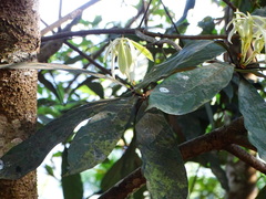 Actinodaphne bourdillonii