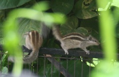 Funambulus pennantii