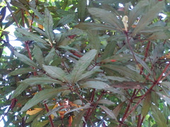 Actinodaphne bourdillonii