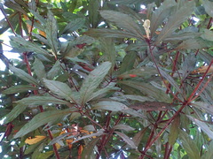 Actinodaphne bourdillonii