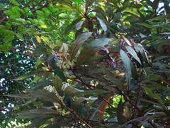 Actinodaphne bourdillonii