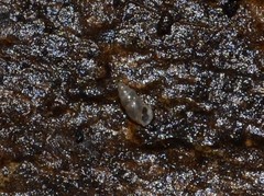 Carychium