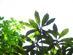 Actinodaphne bourdillonii