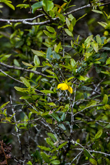 Ochna arborea