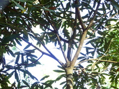 Actinodaphne bourdillonii