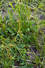 Ophrestia oblongifolia