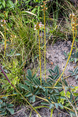 Ophrestia oblongifolia