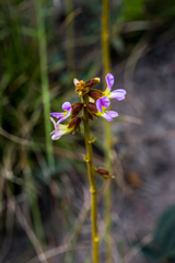 Ophrestia oblongifolia