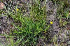 Osteospermum imbricatum