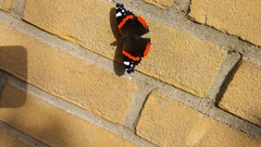 Vanessa atalanta