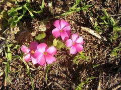 Oxalis eckloniana