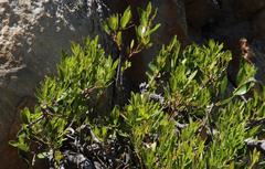 Pterocelastrus tricuspidatus