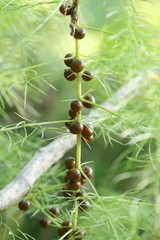 Asparagus schoberioides
