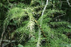 Asparagus schoberioides
