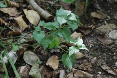 Viola acuminata