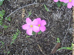 Oxalis eckloniana