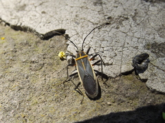 Stenomacra marginella