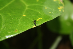 Camponotus