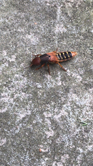 Platydracus immaculatus