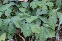 Sanicula chinensis