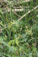 Sanicula chinensis