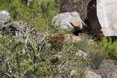 Viscum rotundifolium