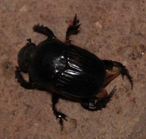 Onitis curvipes