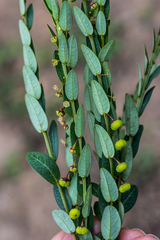 Phyllanthus parvulus garipensis