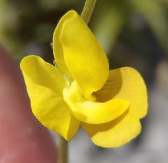 Lebeckia wrightii