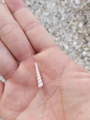 Turritella