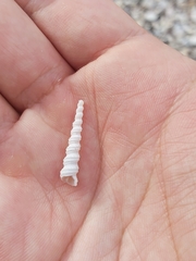 Turritella