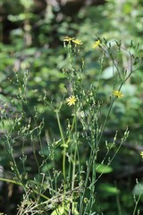 Lactuca triangulata