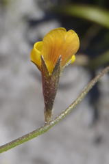 Lebeckia wrightii