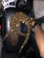 Heloderma exasperatum