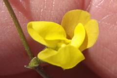 Lebeckia wrightii