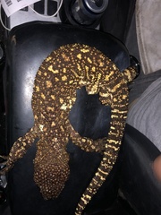 Heloderma exasperatum