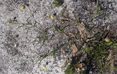 Lebeckia wrightii